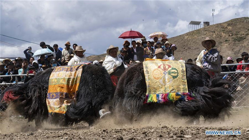 Tíbet celebra su popular festival “taurino”