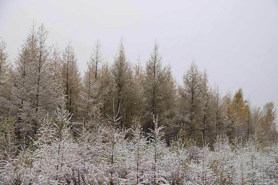 Mientras que las hojas de otoño iluminan las montañas alrededor de la ciudad, la nevada ha convertido a Mohe en una ensoñación blanca.Los residentes y turistas disfrutaron ese día del paisaje que surgió del encuentro de dos estaciones. [Foto: Wang Jingyang/ Chinadaily.com.cn]