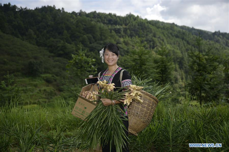 Shi Qiushi, maestra de escuela primaria, cosecha jengibre en la ciudad de Longcheng del condado autónomo Dong de Tongdao, en la provincia central china de Hunan, el 28 de agosto de 2019. Con más de 2.2 millones de seguidores en internet, Shi Qiushi ayuda a los agricultores locales a vender productos agrícolas a través de video y transmitido durante su tiempo libre.