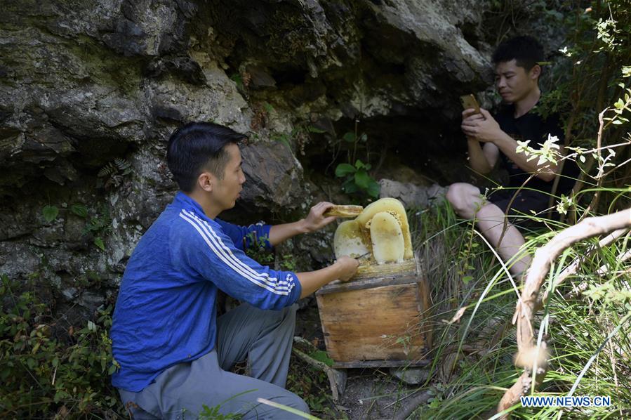Yang Xiuqian recoge miel mientras que si compañero lo graba en la ciudad de Shuangjiang del condado autónomo Dong de Tongdao, provincia de Hunan, en el centro de China, el 28 de agosto de 2019.