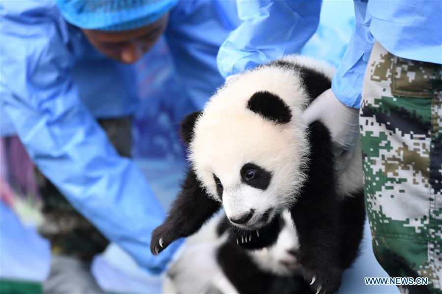 Tres cachorros de panda realizan su primera aparición pública en Xi'an