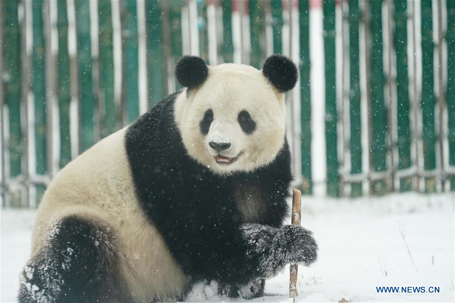 Un panda gigante disfruta de la nieve en Heilongjiang de China