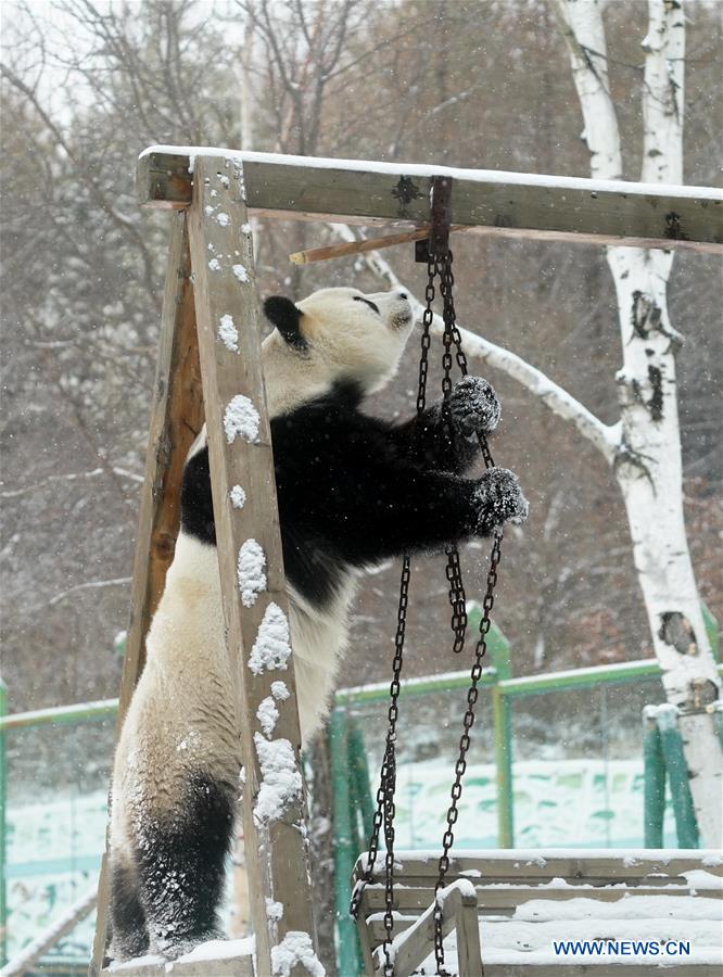 Un panda gigante disfruta de la nieve en Heilongjiang de China