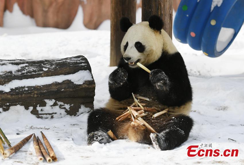 Changchun, 20/11/2019 (El Pueblo en Línea) - Mu Yun, un panda gigante chino, disfruta de los brotes de bambú en el Parque Zoológico del Tigre Siberiano, en Changchun, el 18 de noviembre del 2019. Mu Yun y Chu Xin, otro panda que vive en el mismo zoológico, proceden de la Base Dujiangyan del Centro de Conservación e Investigación para los Pandas Gigantes de China. (Foto: China News Service / Zhang Yao)