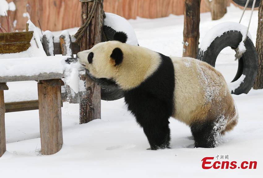 Mu Yun, un panda gigante chino, disfruta de los brotes de bambú en el Parque Zoológico del Tigre Siberiano, en Changchun, el 18 de noviembre del 2019. Mu Yun y Chu Xin, otro panda que vive en el mismo zoológico, proceden de la Base Dujiangyan del Centro de Conservación e Investigación para los Pandas Gigantes de China. (Foto: China News Service / Zhang Yao)