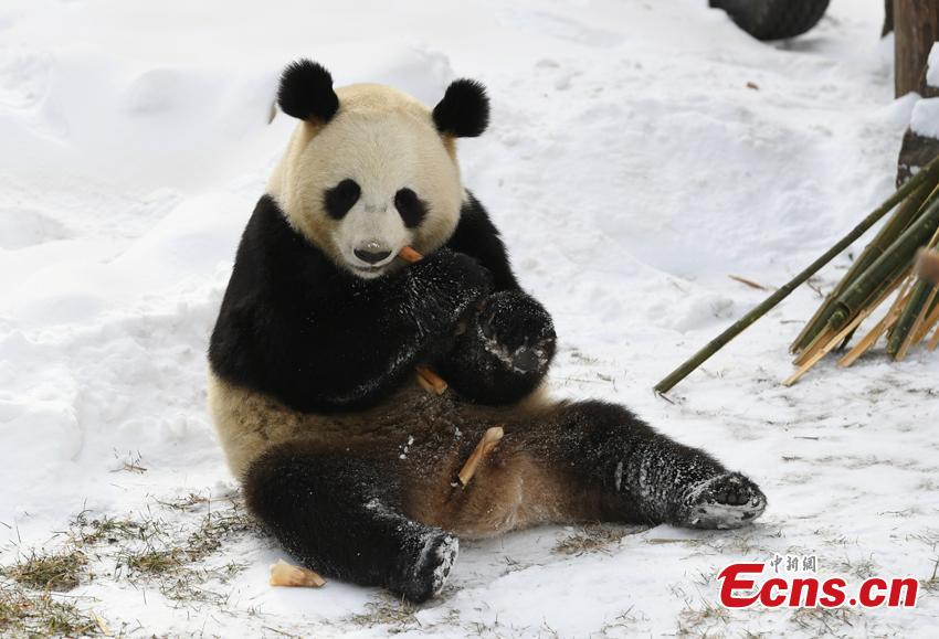 Mu Yun, un panda gigante chino, disfruta de los brotes de bambú en el Parque Zoológico del Tigre Siberiano, en Changchun, el 18 de noviembre del 2019. Mu Yun y Chu Xin, otro panda que vive en el mismo zoológico, proceden de la Base Dujiangyan del Centro de Conservación e Investigación para los Pandas Gigantes de China. (Foto: China News Service / Zhang Yao)