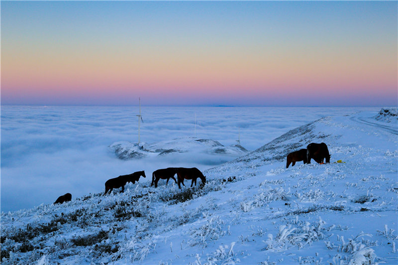 Cuando el sol sale por el este, los caballos comienzan a pastar en el pasto cubierto de hielo y nieve.   (Fotos: Chen Chunzhi/para chinadaily.com.cn)