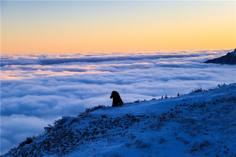Una montaña cubierta de nieve y mares de nubes.  (Fotos: Chen Chunzhi/para chinadaily.com.cn)