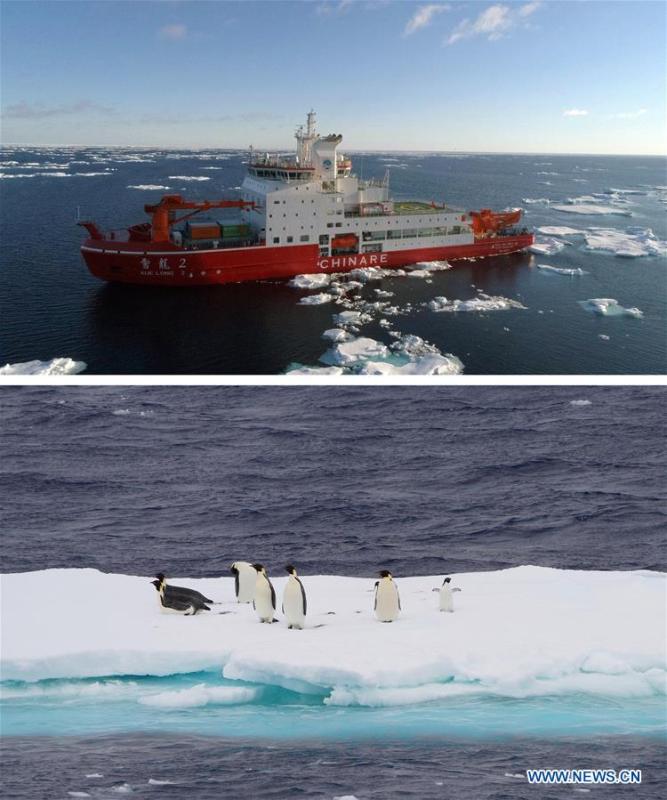 Foto combinada del Xuelong Ⅱ (Dragón de Nieve Ⅱ), el rompehielos polar de China que surca el Océano Austral y unos graciosos pingüinos. 
