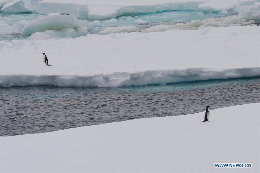 Pingüinos cerca del Xuelong Ⅱ (Dragón de Nieve Ⅱ), el rompehielos polar de China que surca el Océano Austral.