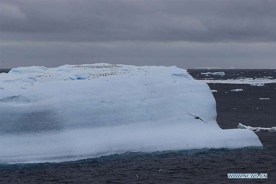 Aves marinas cerca del Xuelong Ⅱ (Dragón de Nieve Ⅱ), el rompehielos polar de China que surca el Océano Austral. 