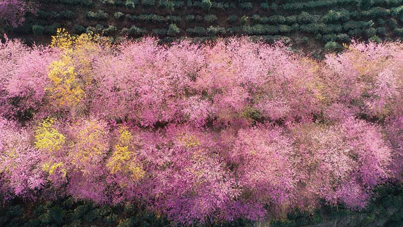 Una foto aérea muestra los cerezos en flor en la ciudad de Xingyi, provincia de Guizhou, suroeste de China. [Foto de Wu Jianming y Tang Jinxiang / proporcionada a chinadaily.com.cn]