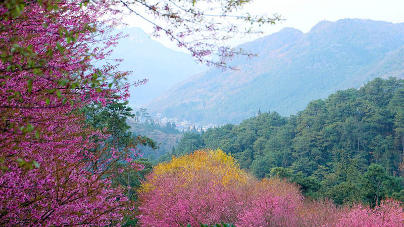Las flores de cerezo rosadas y un toque de follaje amarillo ofrecen un agradable contraste con los abetos verde oscuro en una plantación de té en invierno. [Foto de Wu Jianming y Tang Jinxiang / proporcionada a chinadaily.com.cn]