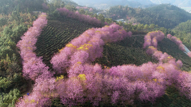 Una fotografía aérea ofrece una vista de los cerezos en flor con forma de boa emplumada sobre una ladera de la montaña en la ciudad de Xingyi, provincia de Guizhou, suroeste de China. [Foto de Wu Jianming y Tang Jinxiang / proporcionada a chinadaily.com.cn]