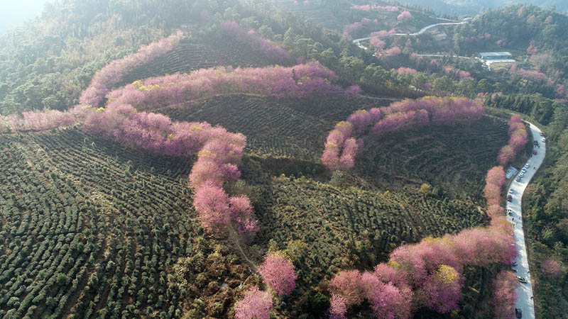 Una foto aérea del 19 de diciembre de 2019 muestra los cerezos en flor en Xingyi, provincia de Guizhou, suroeste de China. [Foto de Wu Jianming y Tang Jinxiang / proporcionada a chinadaily.com.cn]