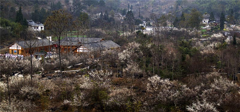 Ciruelos en flor embellecen el condado Libo, provincia de Guizhou. [Foto: Yao Xiandun/ Chinadaily]