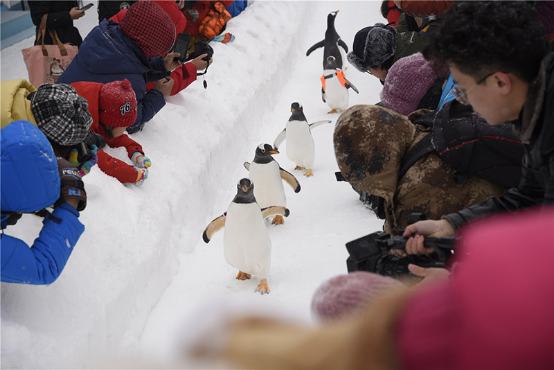 Pingüinos desfilan por la pasarela de nieves para saludar a los visitantes