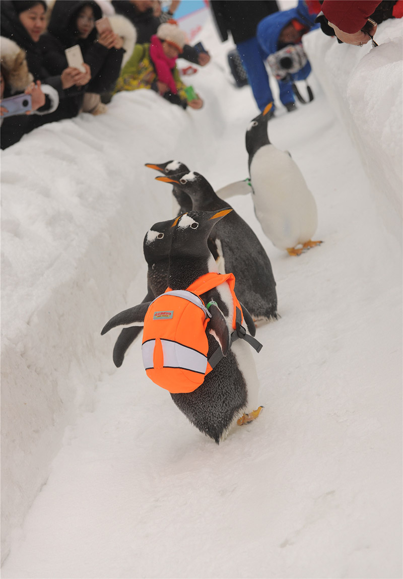 Pingüinos antárticos caminan por el Pasillo de las Nieves para ir a saludar a los visitantes de del Parque Polar de Harbin, Heilongjiang, 7 de enero del 2020. (Fotos: Guo Shuling/Chinadaily.com.cn)