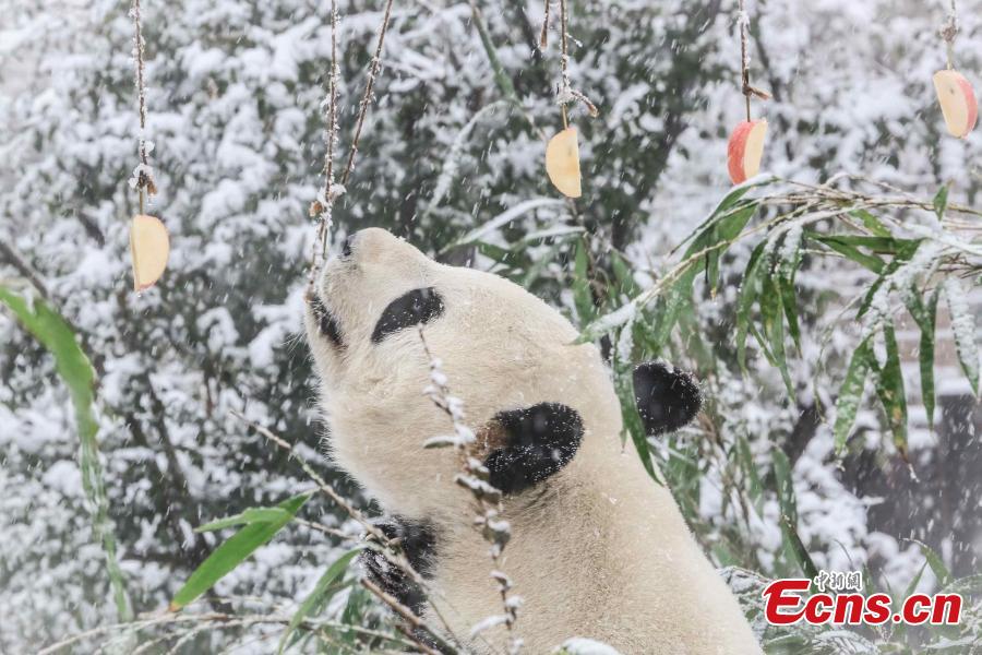 Pandas de Jinan disfrutan la primera nevada de la temporada
