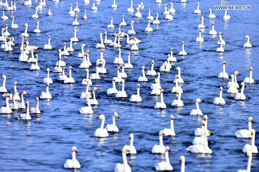 Los cisnes cantores pasan el invierno en la reserva natural de la ciudad de Rongcheng, en Shandong, China