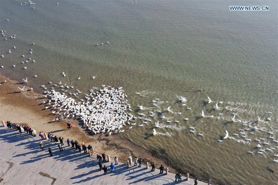 Los cisnes cantores pasan el invierno en la reserva natural de la ciudad de Rongcheng, en Shandong, China