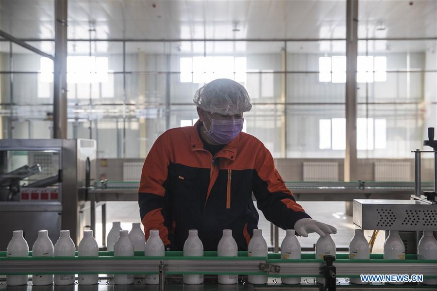 HARBIN, 31 enero, 2020 (Xinhua) -- Un trabajador revisa las botellas de desinfectante en un taller de producción de una empresa en Harbin, Heilongjiang, en el noreste de China, el 31 de enero de 2020. Con el fin de ayudar a combatir el brote de neumonía causada por el nuevo coronavirus, varias empresas en Heilongjiang que fabrican productos de protección y desinfección han instado a sus empleados a elaborar estos productos a plena capacidad, para garantizar un suministro estable para el personal médico y los ciudadanos. (Xinhua/Zhang Tao)