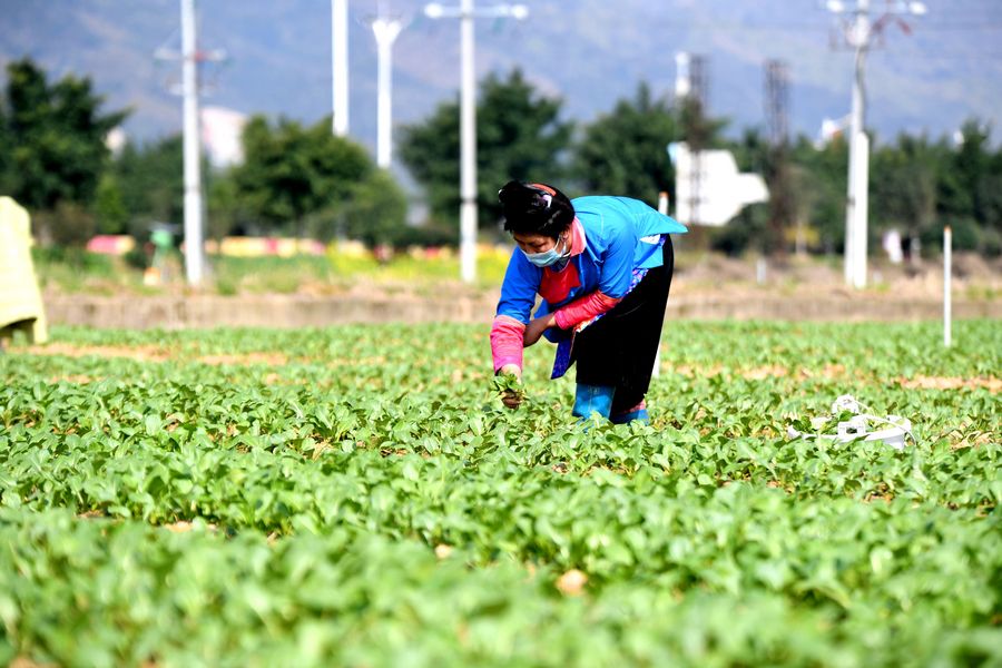 China subraya importancia de cultivo de primavera oportuno y de empleo estable