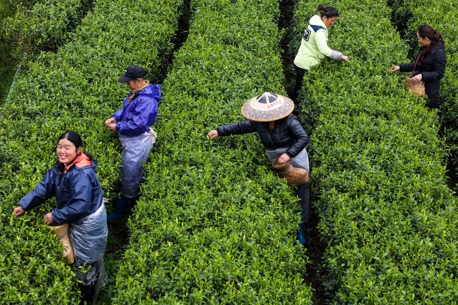 Los agricultores recolectan hojas de té en la aldea Aikou, Jishou, prefectura autónoma de Tujia y Miao, Xiangxi, provincia de Hunan. [Foto: proporcionada a chinadaily] 