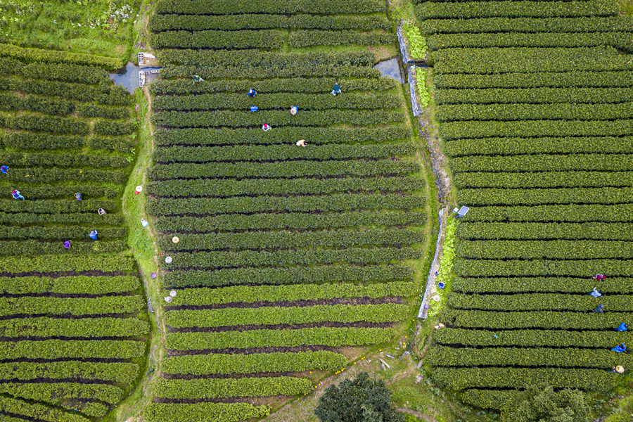 Los agricultores recolectan hojas de té en la aldea Aikou, Jishou, prefectura autónoma de Tujia y Miao, Xiangxi, provincia de Hunan. [Foto: proporcionada a chinadaily] 