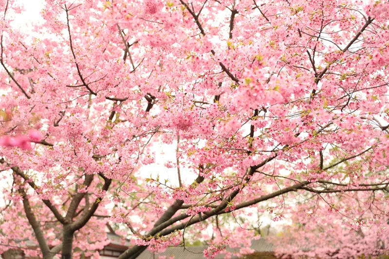 Florecen los cerezos en el lago Este de Wuhan
