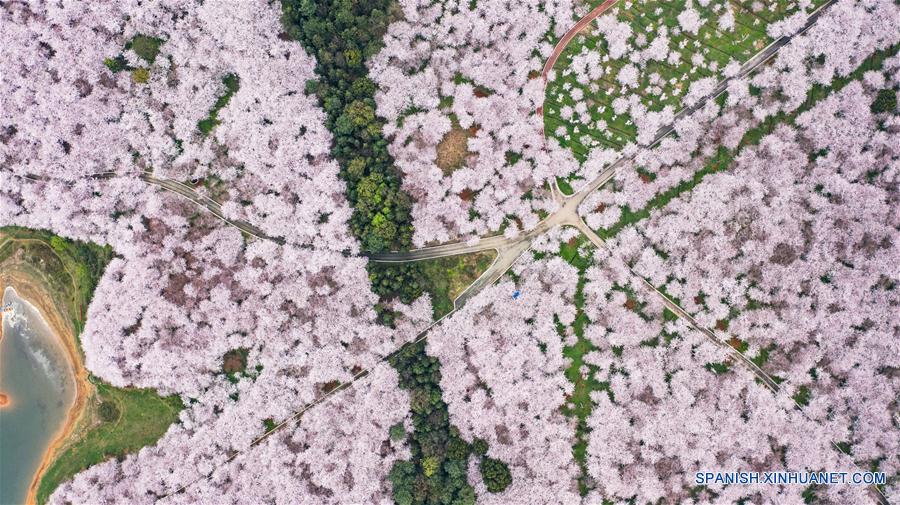 Guizhou: Paisaje de flores de cerezo en el Nuevo Distrito de Guian