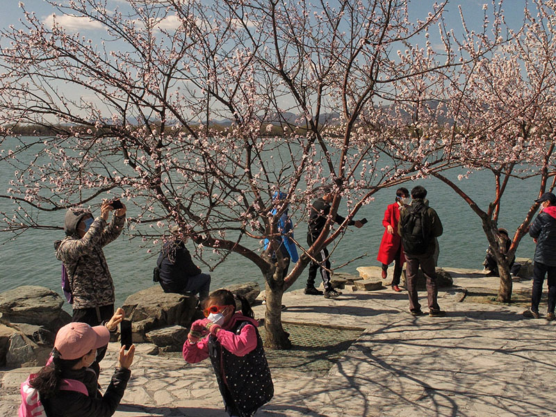 Protegidos por máscaras, los visitantes toman fotos de los árboles de melocotón de montaña, ubicados cerca del Pabellón Zhichun del Palacio de Verano de Beijing, 15 de marzo del 2020. [Foto: Jiang Dong/ Chinadaily] 
