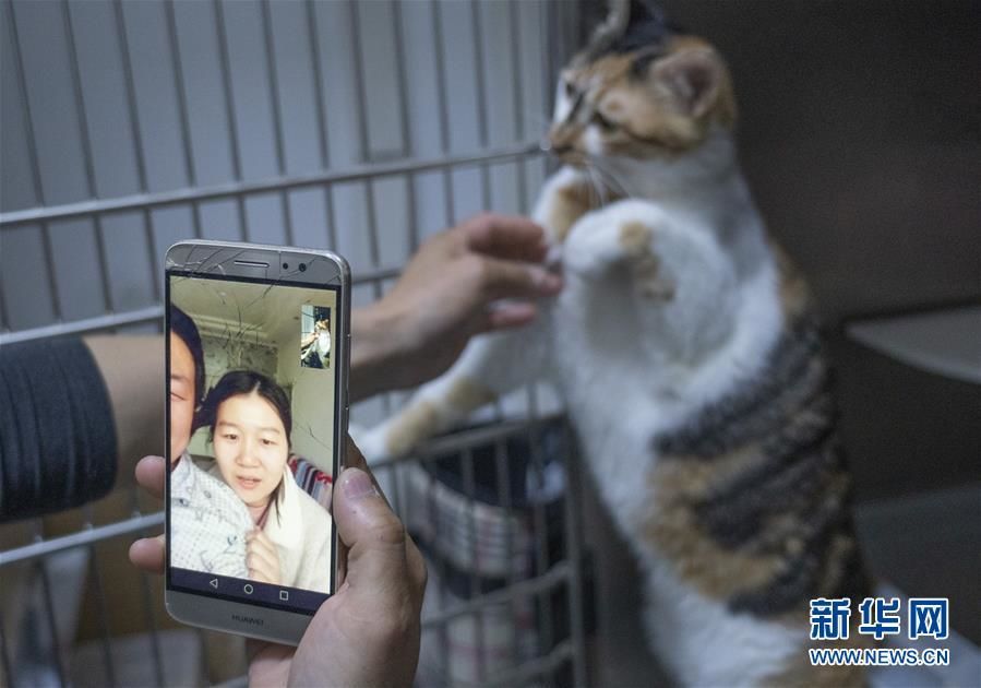 El 24 de marzo, en el Hospital Veterinario Model de Wuhan (sucursal de Guanggu), Gao Jindong informó a los dueños de las mascotas sobre la situación de sus animales en tiempo real a través de una conexión de video. Por Cai Yang, Agencia de Noticias Xinhua.