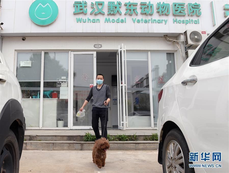 El 24 de marzo, el "papá" temporal Gao Jindong sacó a pasear un perro de acogida del Hospital Veterinario. Foto de Li He, Agencia de Noticias Xinhua.