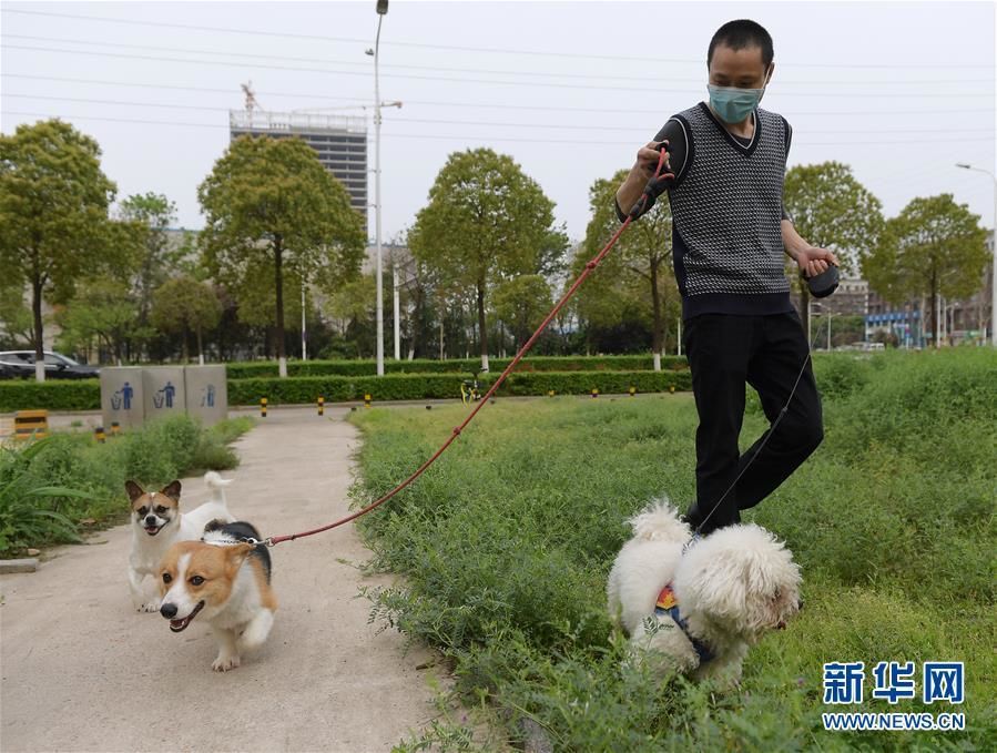 El 24 de marzo, el "papá" temporal Gao Jindong paseó a algunas mascotas de acogida cerca del hospital de animales. Foto de Li He, Agencia de Noticias Xinhua.