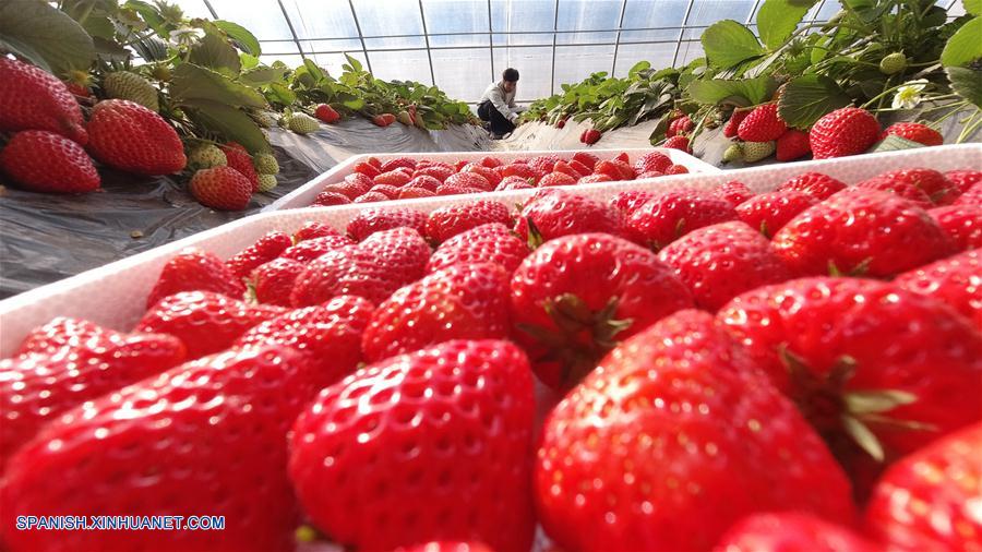 Hebei: Agricultores recolectan fresas en invernadero en jardín agrícola en Luanzhou