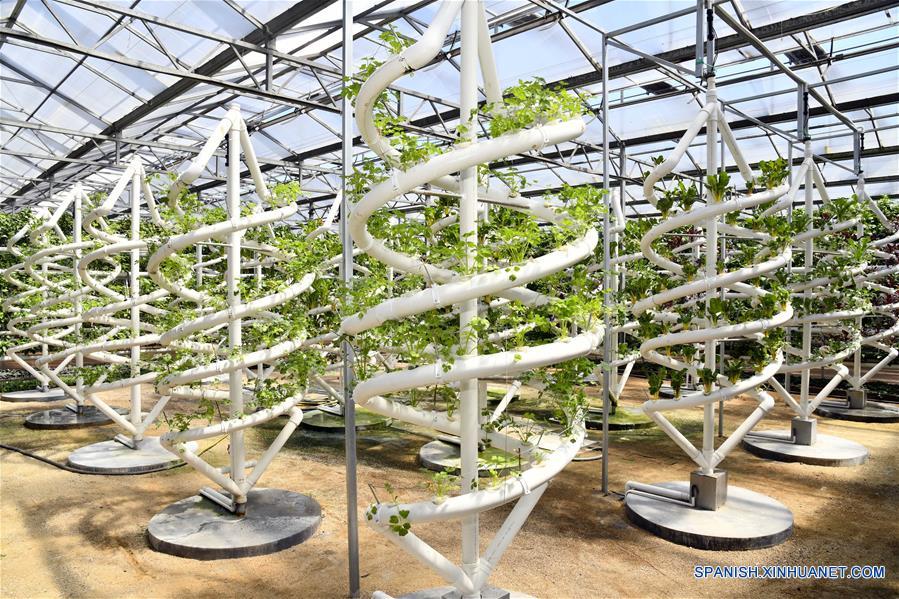 Cultivo hidropónico de vegetales en XXI Exposición Internacional de Ciencia y Tecnología Vegetal de China