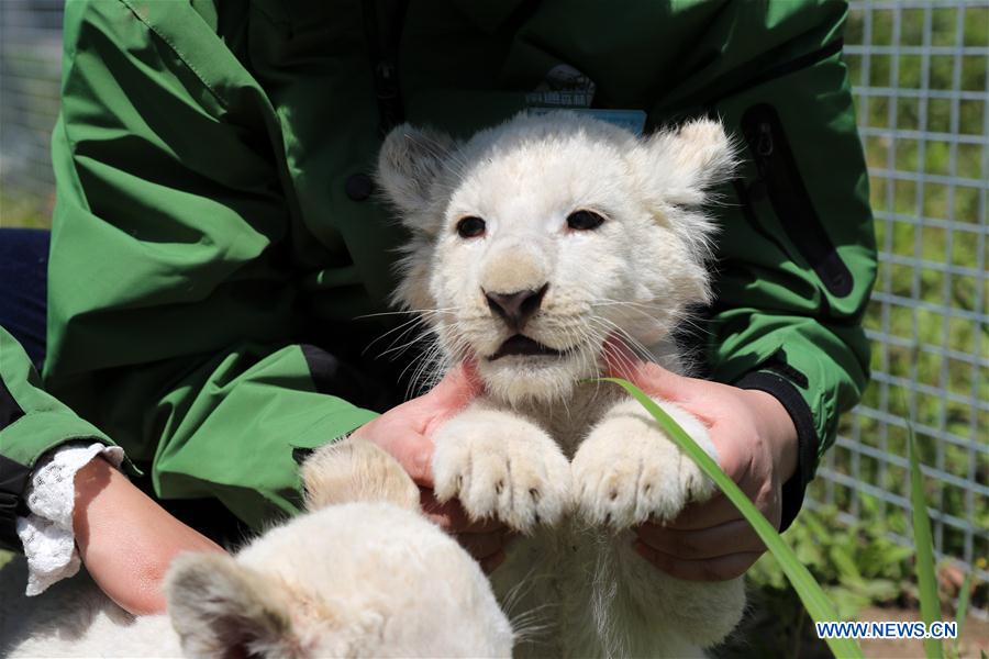 Cachorros trillizos de león blanco hacen debut en Parque Safari Forestal de Nantong