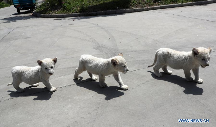 Cachorros trillizos de león blanco hacen debut en Parque Safari Forestal de Nantong
