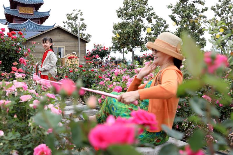 Una visitante toma una foto en un jardín de rosas en Yangzhou, provincia de Jiangsu, este de China, el 4 de mayo de 2020. [Foto / Xinhua]