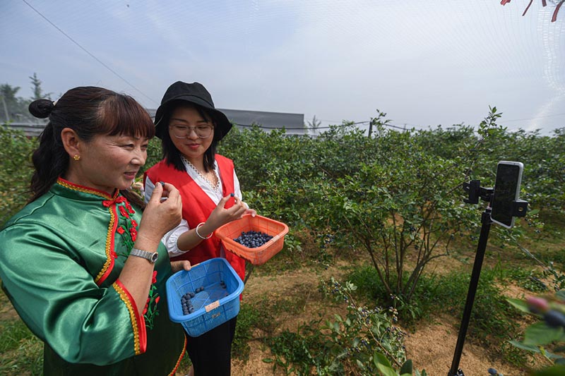 Una voluntaria y una agricultora transmiten en vivo, vía Internet y desde su teléfono inteligente, la promoción y venta de arándanos. Lincheng, Changxing, Zhejiang, 20 de mayo del 2020. [Foto: Xinhua]