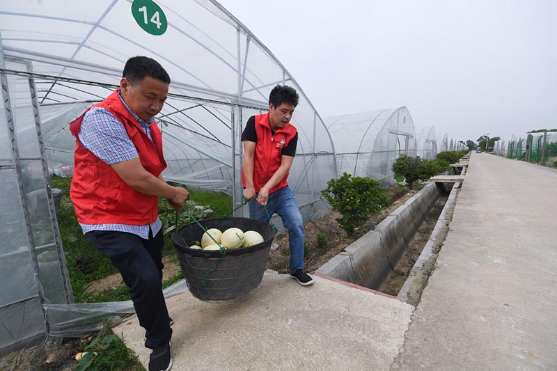 Voluntarios ayudan a enviar los melones que han comprado clientes gracias a las transmisiones en vivo, vía Internet y desde sus teléfonos inteligentes, desde la aldea Liuxia, Changxing, Zhejiang, 20 de mayo del 2020. [Foto: Xinhua]