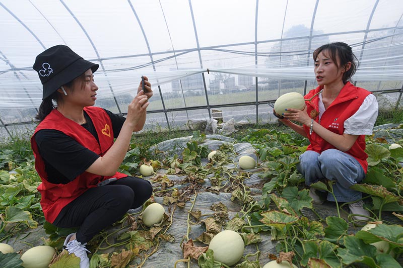 Voluntarias transmiten en vivo, vía Internet y desde sus teléfonos inteligentes, la promoción y venta de melones desde la aldea Liuxia, Changxing, Zhejiang, 20 de mayo del 2020. [Foto: Xinhua]
