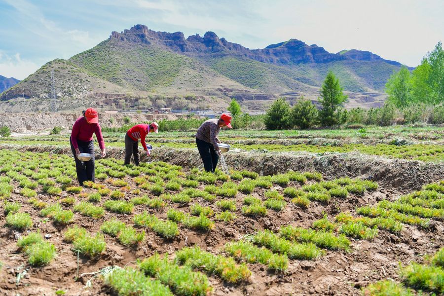 Los campesinos trabajan la tierra en el Nuevo Pueblo de Songjiagou del distrito de Kelan, en la provincia septentrional china de Shanxi, el 19 de mayo de 2020. (Xinhua/Cao Yang)