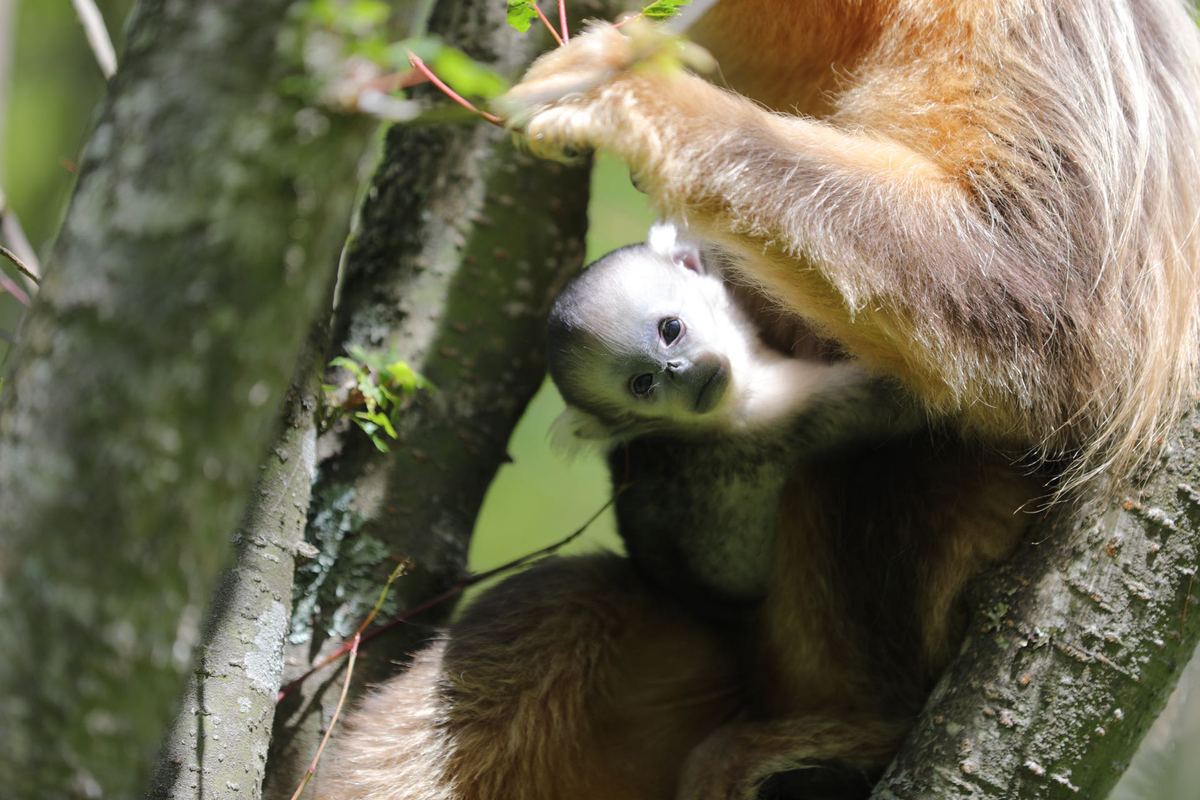 Un mono dorado llamado Xiaobei lleva a Scallop, su hijo recién nacido, en la Base de Investigación del Campo de Monos Dorados de Dalongtan del Instituto de Investigación del Parque Nacional Shennongjia, provincia de Hubei. [Foto: Guo Yuming/ Chinadaily.com.cn]