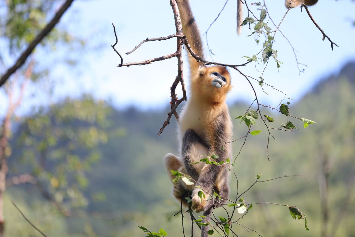 Un mono dorado se despereza en la Base de Investigación del Campo de Monos Dorados de Dalongta, adscrita al Instituto de Investigación del Parque Nacional Shennongjia, provincia de Hubei. [Foto: Guo Yuming/ Chinadaily]