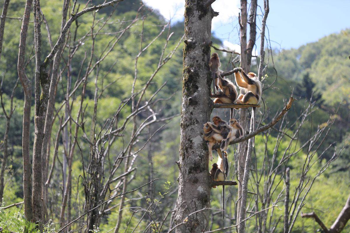Los monos dorados descansan en la Base de Investigación del Campo de Monos Dorados de Dalongta, adscrita al Instituto de Investigación del Parque Nacional Shennongjia, provincia de Hubei. [Foto: Guo Yuming/ Chinadaily]