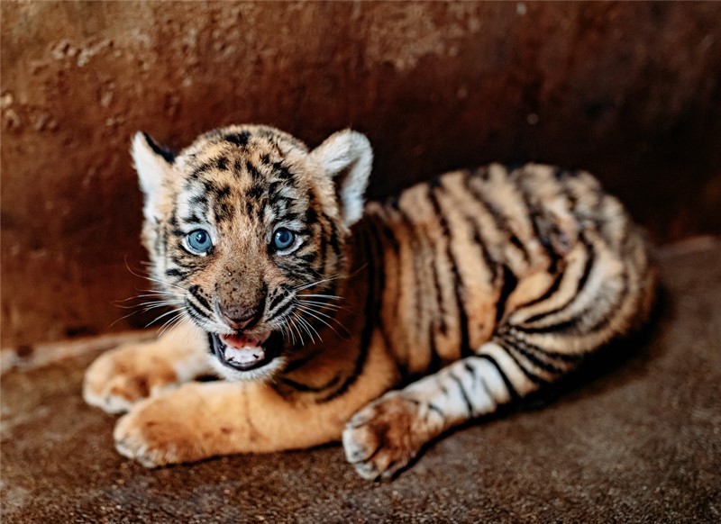 Un cachorro de Lulu, tigresa de la especie del sur de China, que dio a luz el 4 de julio. [Foto: proporcionada a Chinadaily]
