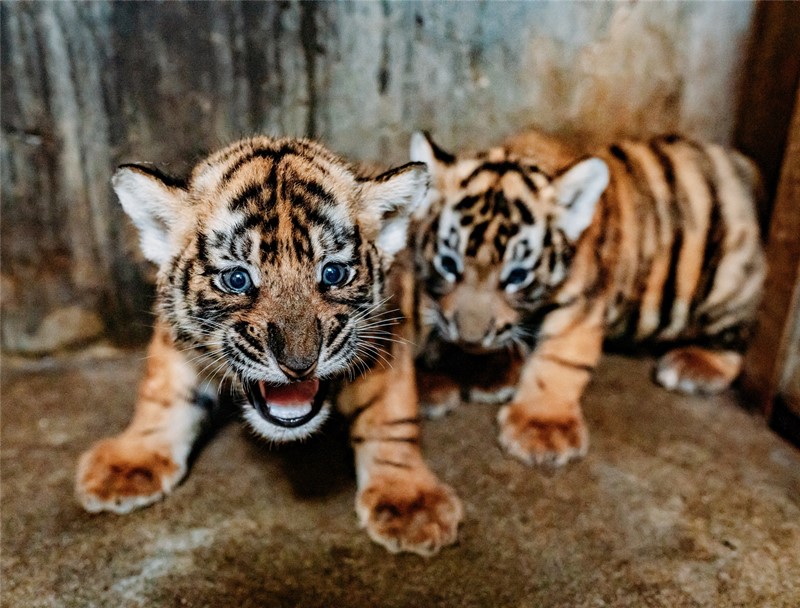 Los cuatrillizos de Lulu, tigresa de la especie del sur de China, que dio a luz el 4 de julio. [Foto: proporcionada a Chinadaily]
