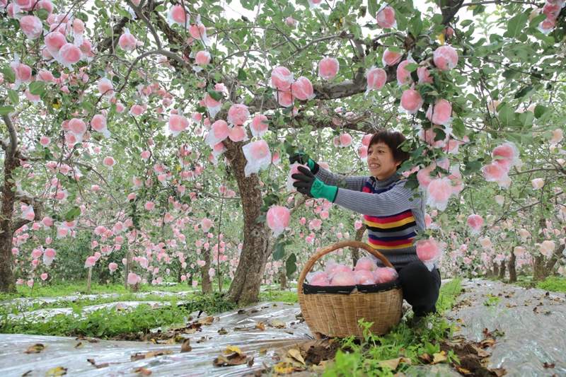 Una mujer recoge manzanas en el municipio de Xizhangcun, distrito Shanzhou de Sanmenxia, provincia de Henan, 6 de octubre (Pueblo en Línea / Wang Jiandong)